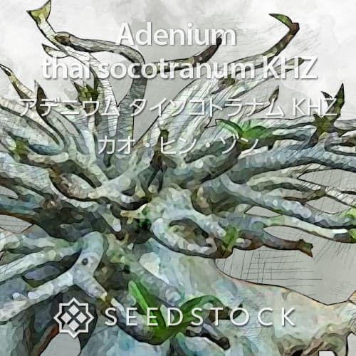 [種子] アデニウム タイ ソコトラナム KHZ Adenium thai socotranum KHZの商品情報 - SEEDSTOCK