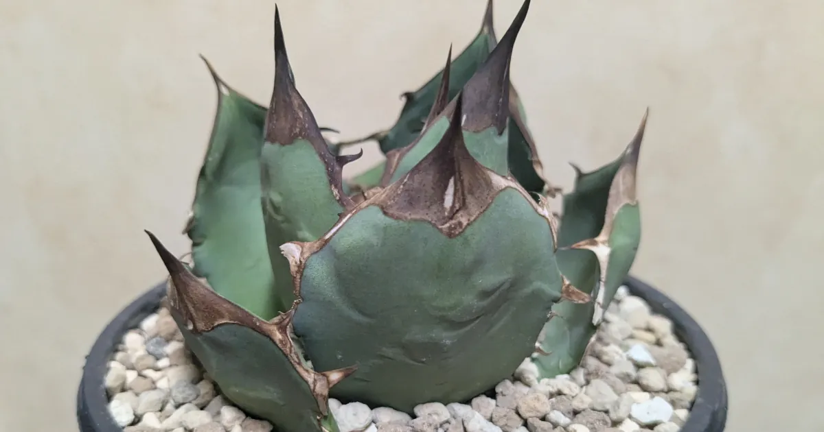 アガベの発根管理（１）
